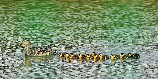 庆祝电影上映 《超级马里奥跑酷》付费关卡限时开放